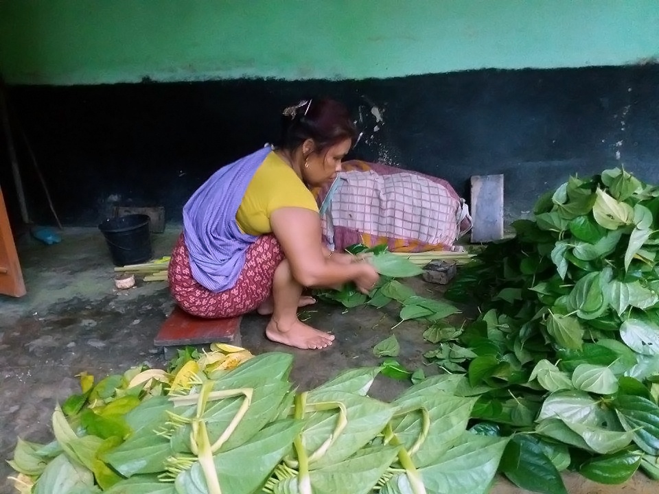 শ্রীমঙ্গলের নাহার পুঞ্জিতে পানপাতা বাছাই করছেন এক খাসি নারী