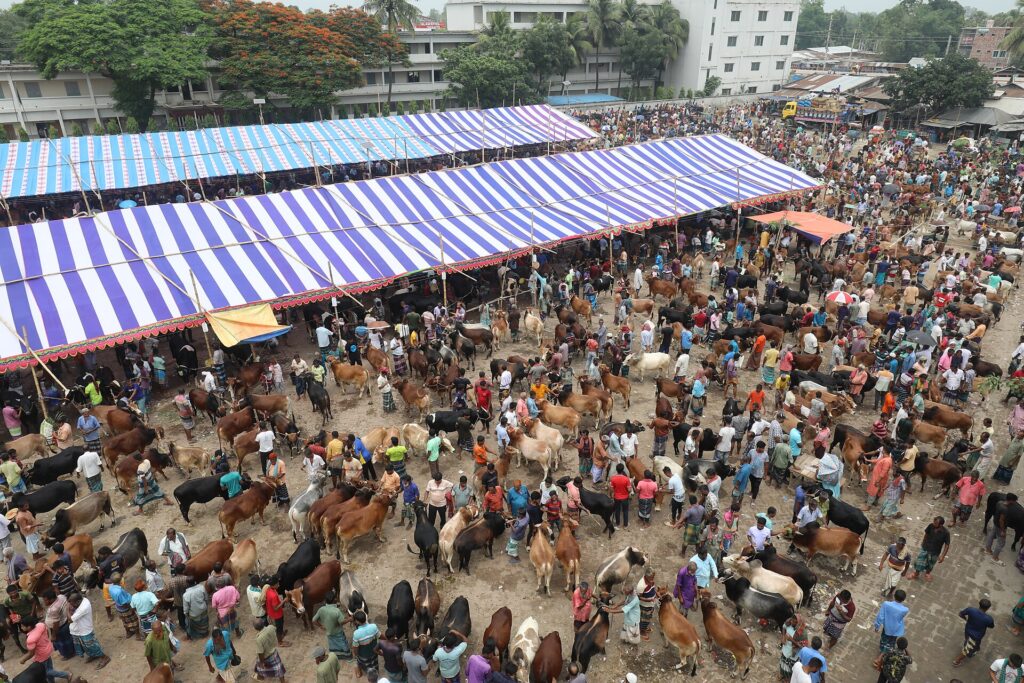 ত্রিপলের সারি সারি ছাউনির নিচে অসংখ্য গরু ও ক্রেতা-বিক্রেতার ভিড়, উপর থেকে তোলা