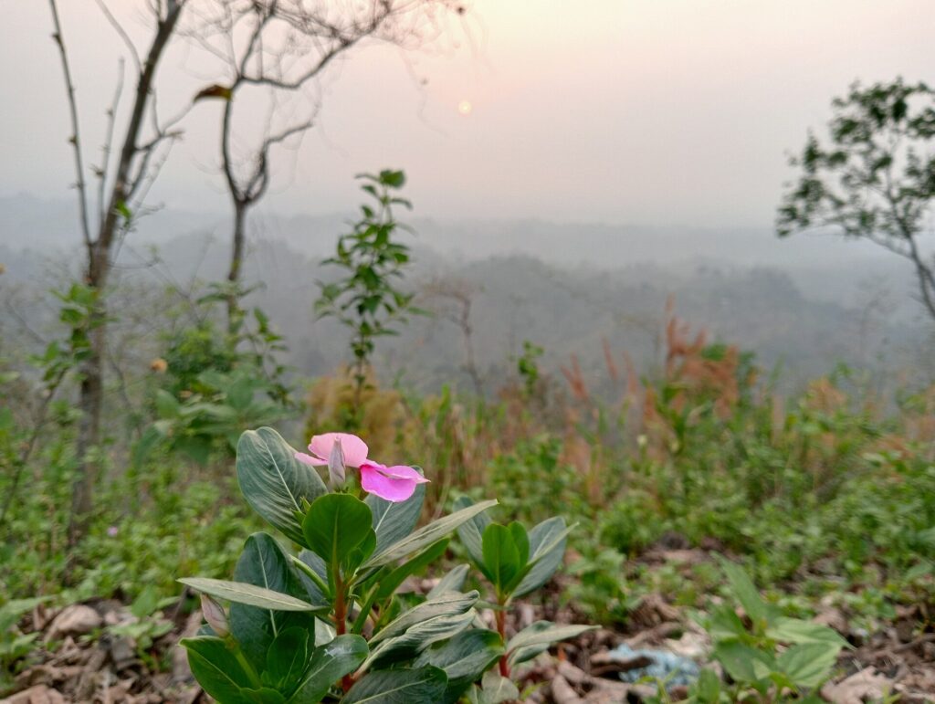 পাহাড়ের ঢালে ঝোপঝাড় আর গোলাপি ফুল, পিছনে কুয়াশায় ঢাকা গাছে ভরা পাহাড়ের সারি