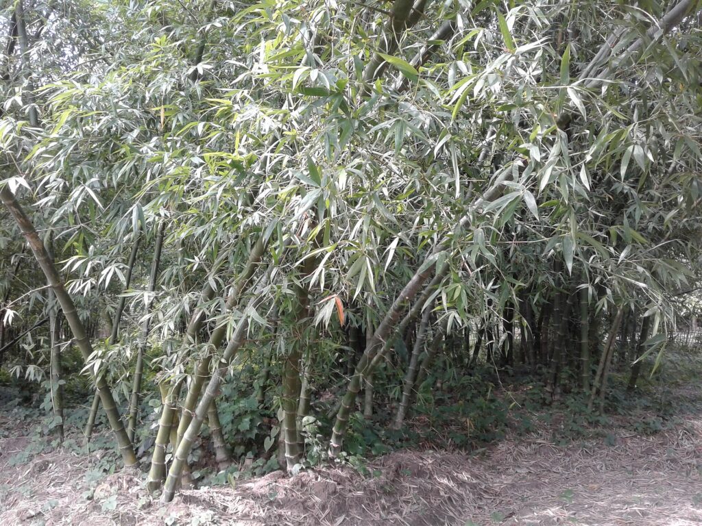 পাশাপাশি দাঁড়ানো অসংখ্য বাঁশের ঝাড়, ঘন পাতায় আলো ছেঁকে আসছে, নিচে শুকনো পাতা ছড়ানো মাটি