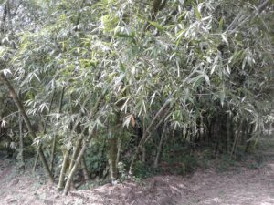 পাশাপাশি দাঁড়ানো অসংখ্য বাঁশের ঝাড়, ঘন পাতায় আলো ছেঁকে আসছে, নিচে শুকনো পাতা ছড়ানো মাটি