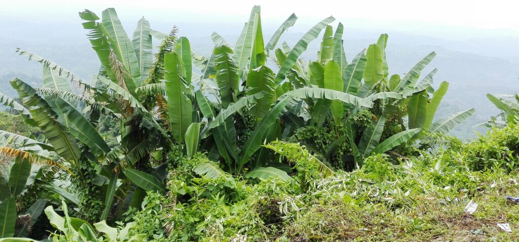 পাহাড়ের ঢালে ঘন কলাগাছের সারি, চওড়া সবুজ পাতা ছড়ানো; পিছনে কুয়াশায় ঢাকা দূরের পাহাড়