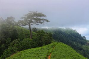 কুয়াশায় ঢাকা সবুজ পাহাড়ের চূড়া, মাঝখানে একটি বড় ছড়ানো গাছ আর ঘাসের ঢাল বেয়ে নেমে যাওয়া সরু মাটির পথ