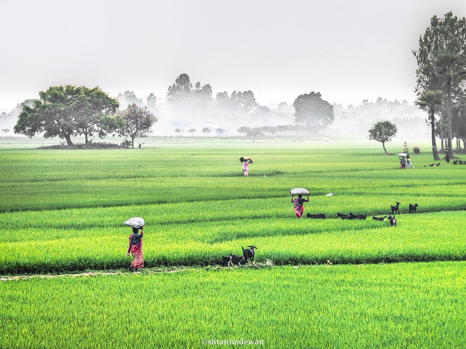 নওগাঁর বরেন্দ্র অঞ্চলে কুয়াশাঢাকা সবুজ ধানখেত, আলপথ ধরে মাথায় বোঝা নিয়ে হাঁটছেন কয়েকজন নারী, পাশে ছাগল চরছে