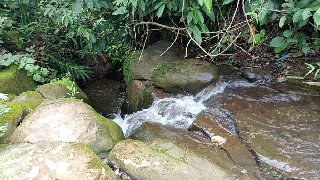 গুইমারার একটি পাহাড়ি ছড়া: শ্যাওলা-ঢাকা পাথরের ফাঁক দিয়ে পানি বয়ে যাচ্ছে, দুই পাশে ঘন সবুজ গাছপালা