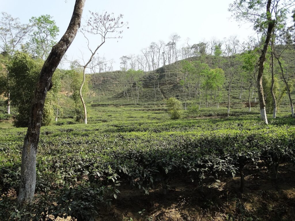 সিলেটের মালনীছড়া চা বাগানে টিলার ঢালে সারি সারি চা গাছ, মাঝে মাঝে সাদা রং করা কাণ্ডের ছায়াগাছ