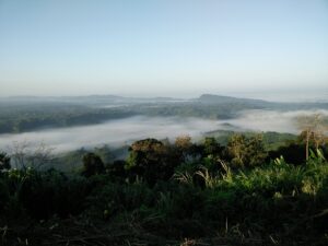 View from Sajek in Rangamati district: layers of tree-covered hills with morning mist lying in the valleys, dense vegetation in the foreground