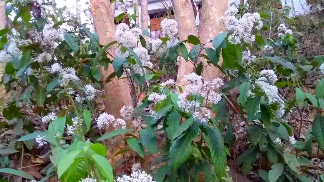 সবুজ পাতার ঝোপে থোকা থোকা সাদা সাংগ্রাই পাইং ফুল ফুটে আছে